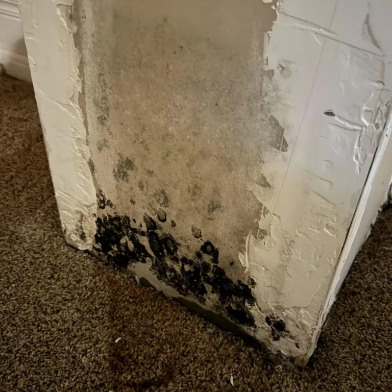 Professional Mold Removal in Sangaree, SC